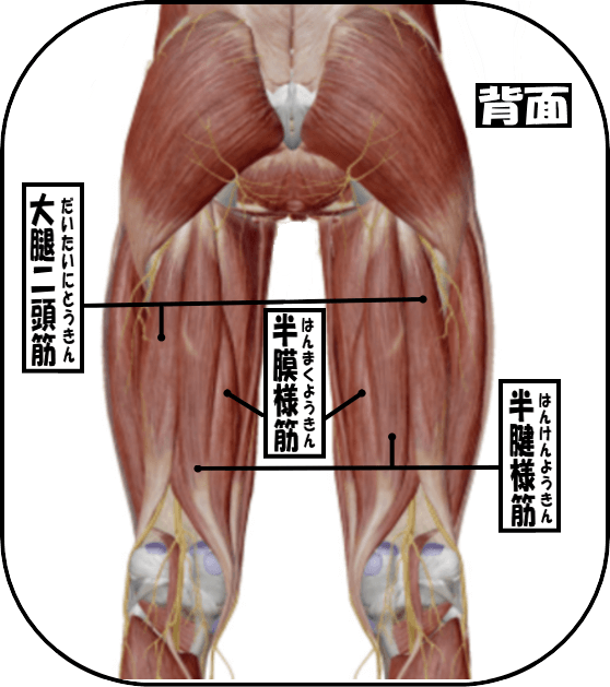 変形性膝関節症 バンコク リンパマッサージ 理学整体スパrene バンコク リンパマッサージ 理学整体スパ Rene