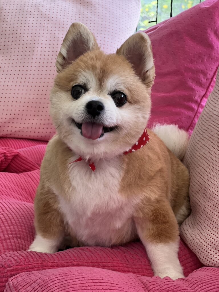 RENEスパの看板犬さくらちゃん