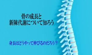 骨の成長と新陳代謝について知ろう