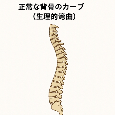 正常な背骨のカーブのイラスト