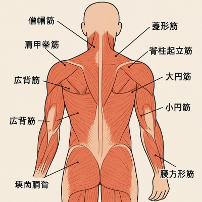 背中の筋肉