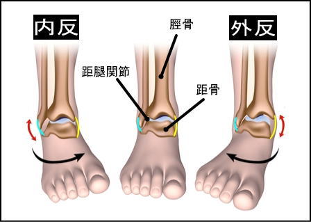 足の内反と外反のイラスト